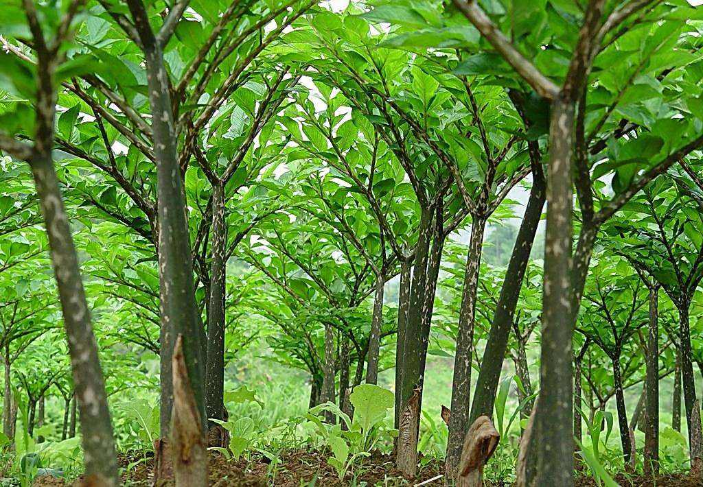 魔芋種植技術(shù)